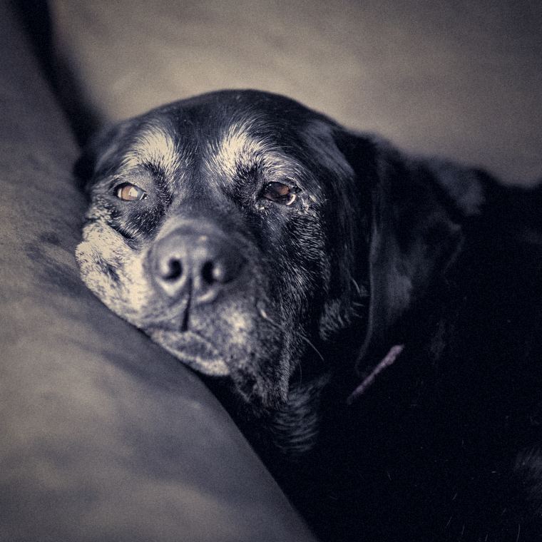 An old black dog with a frosted grey muzzle resting its chin on the arm of a sofa.