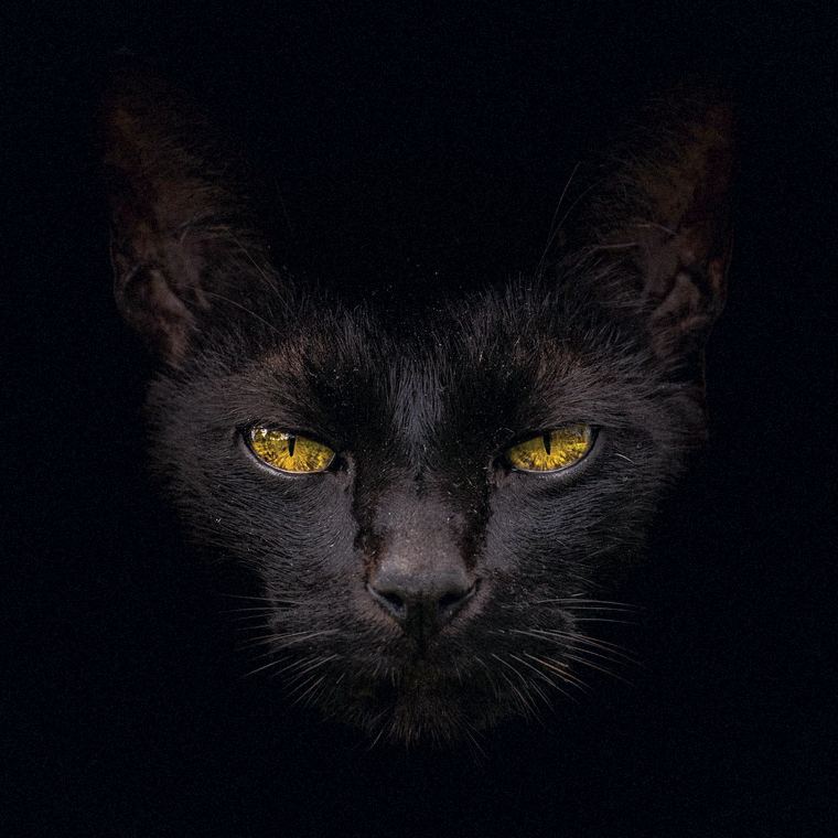 A black cat's face emerging from a dark background, staring straight ahead with narrowed yellow eyes.