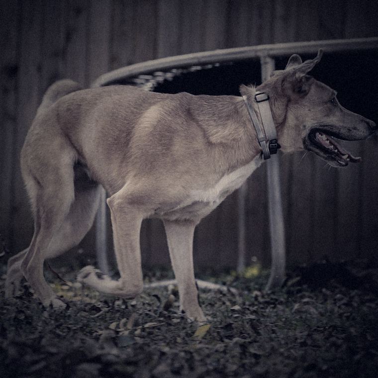 A three-legged dog trotting across a garden, mouth open, on its one front leg.