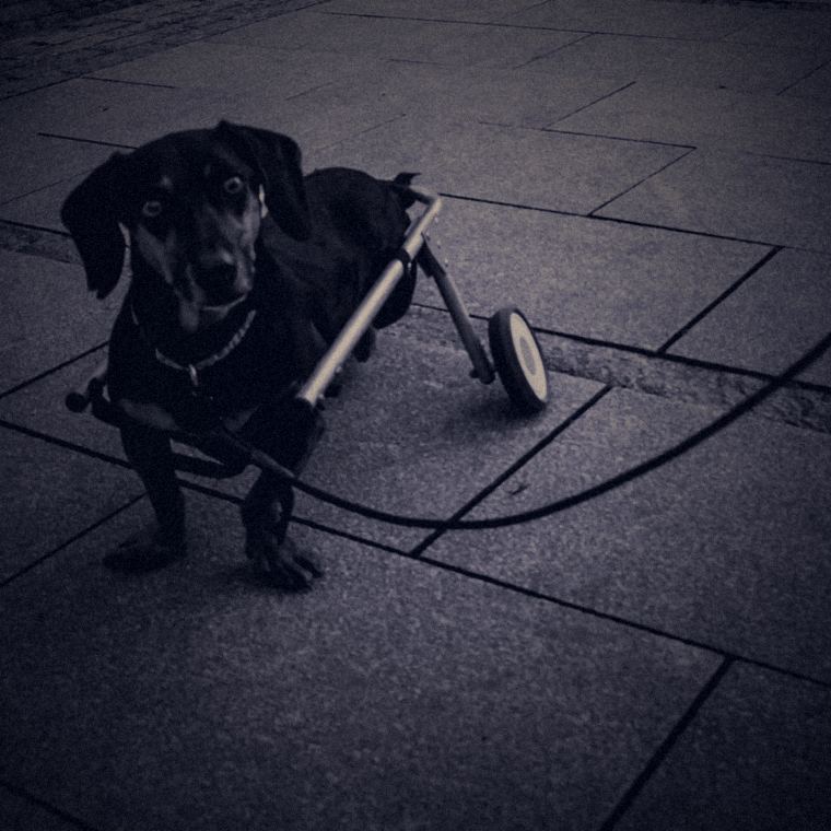 A small black dachshund standing on paving stones, its back end carried in a two-wheeled dog wheelchair.