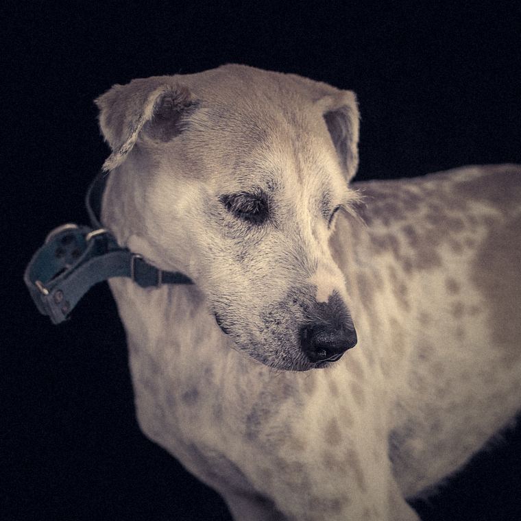 An old pale dog with a greying face against a black background, one eye open and the other closed.