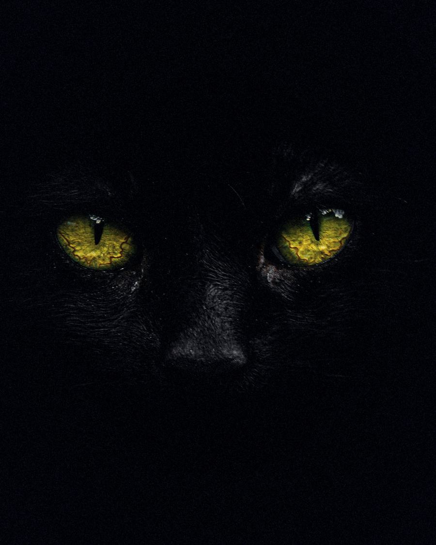A black cat's face in the dark, only its two yellow eyes showing.