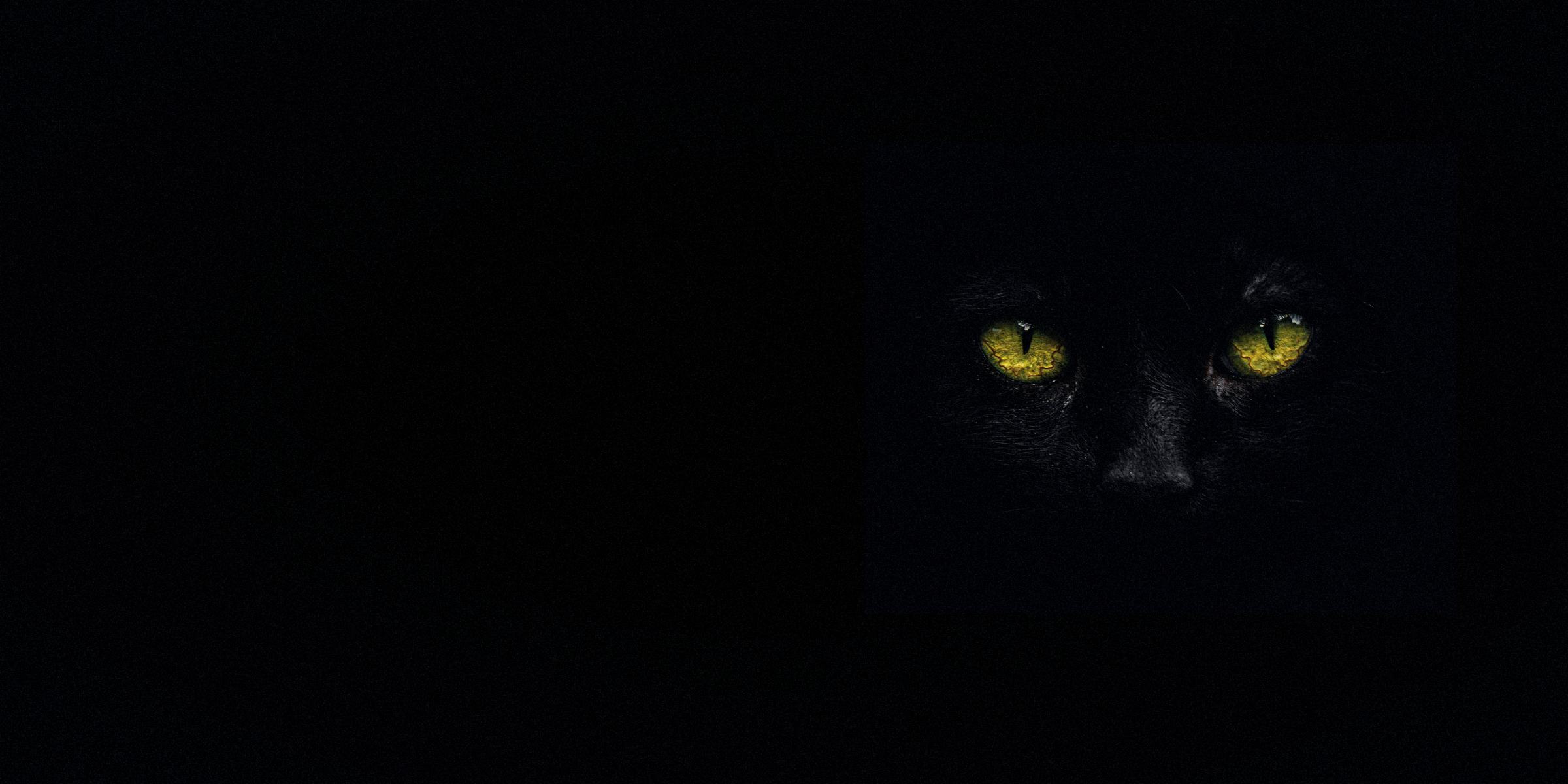 A black cat's face almost lost in darkness, only its two yellow eyes catching the light.