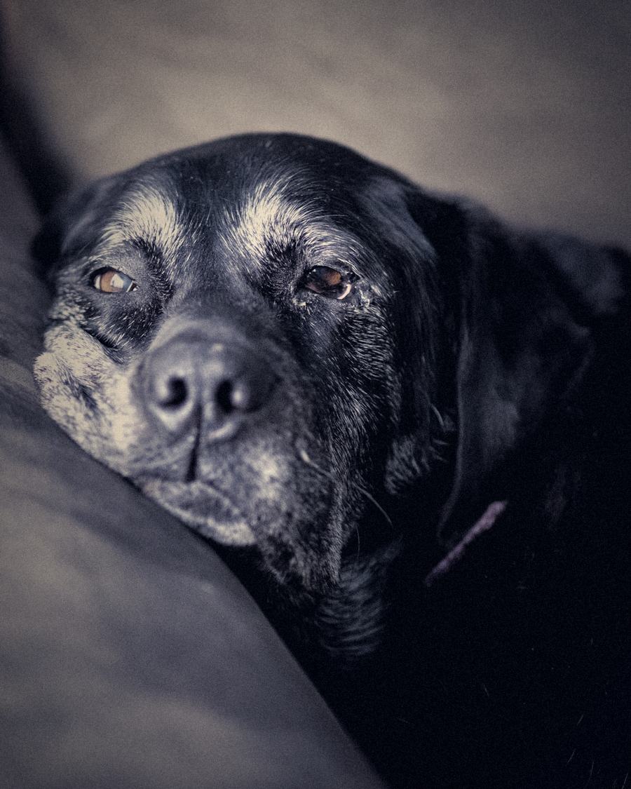 An old black dog with a grey muzzle resting its chin on a sofa cushion.